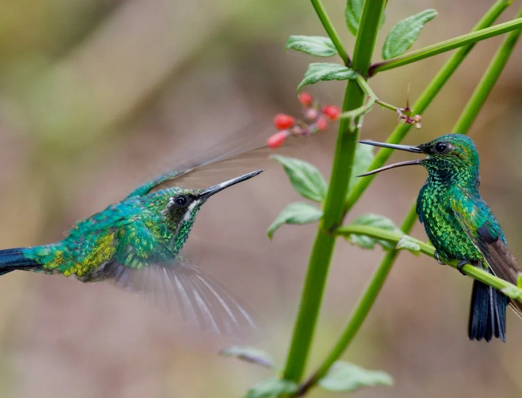 HummingBirds of Florida